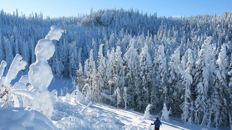 Person Skiing in Forest — White, Serene