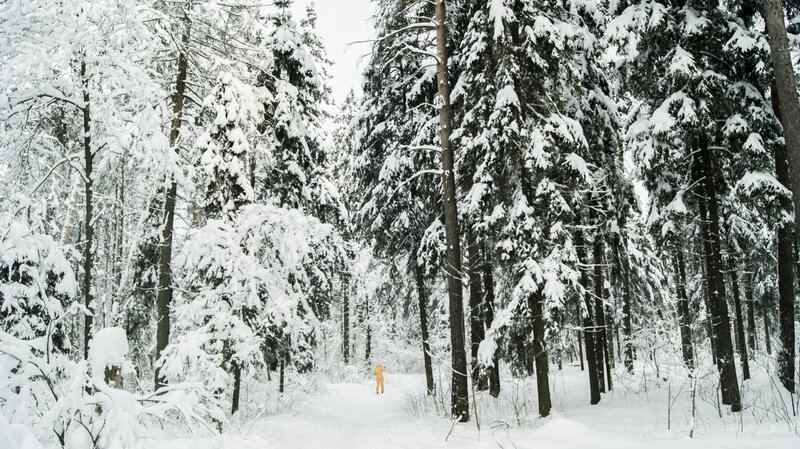Person Skiing in Forest — White, Serene, Winter