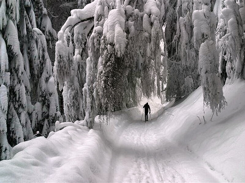Person Skiing in Forest — White