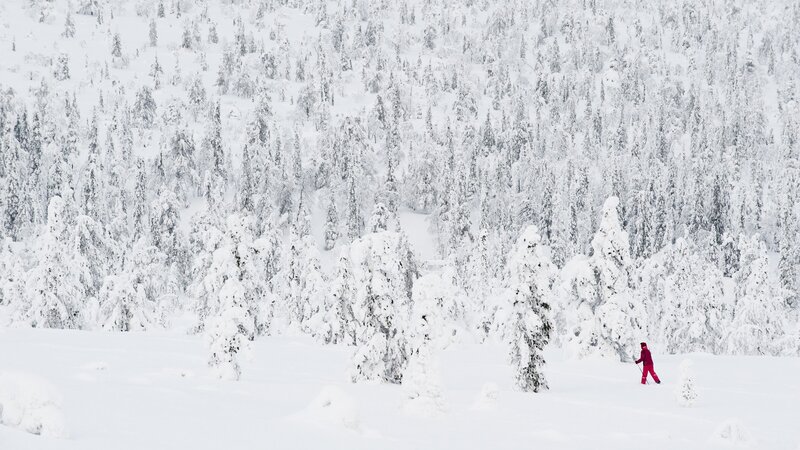person skiing in snowy forest
