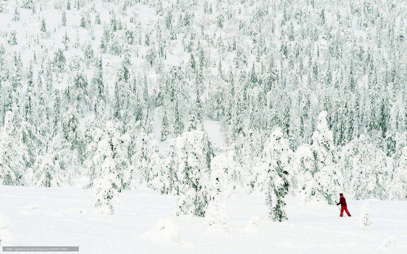 person skiing in snowy forest