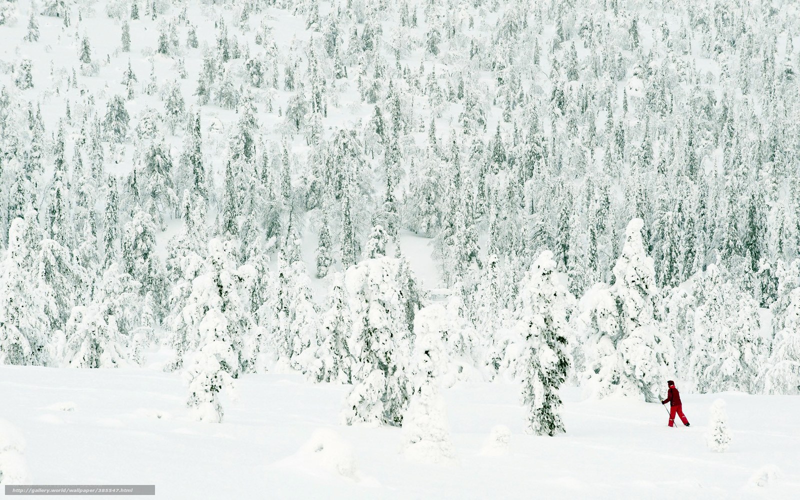 person skiing in snowy forest