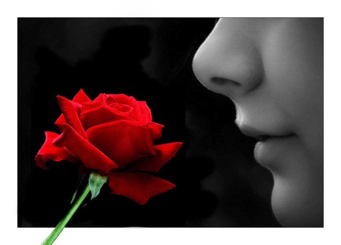 person smelling red rose