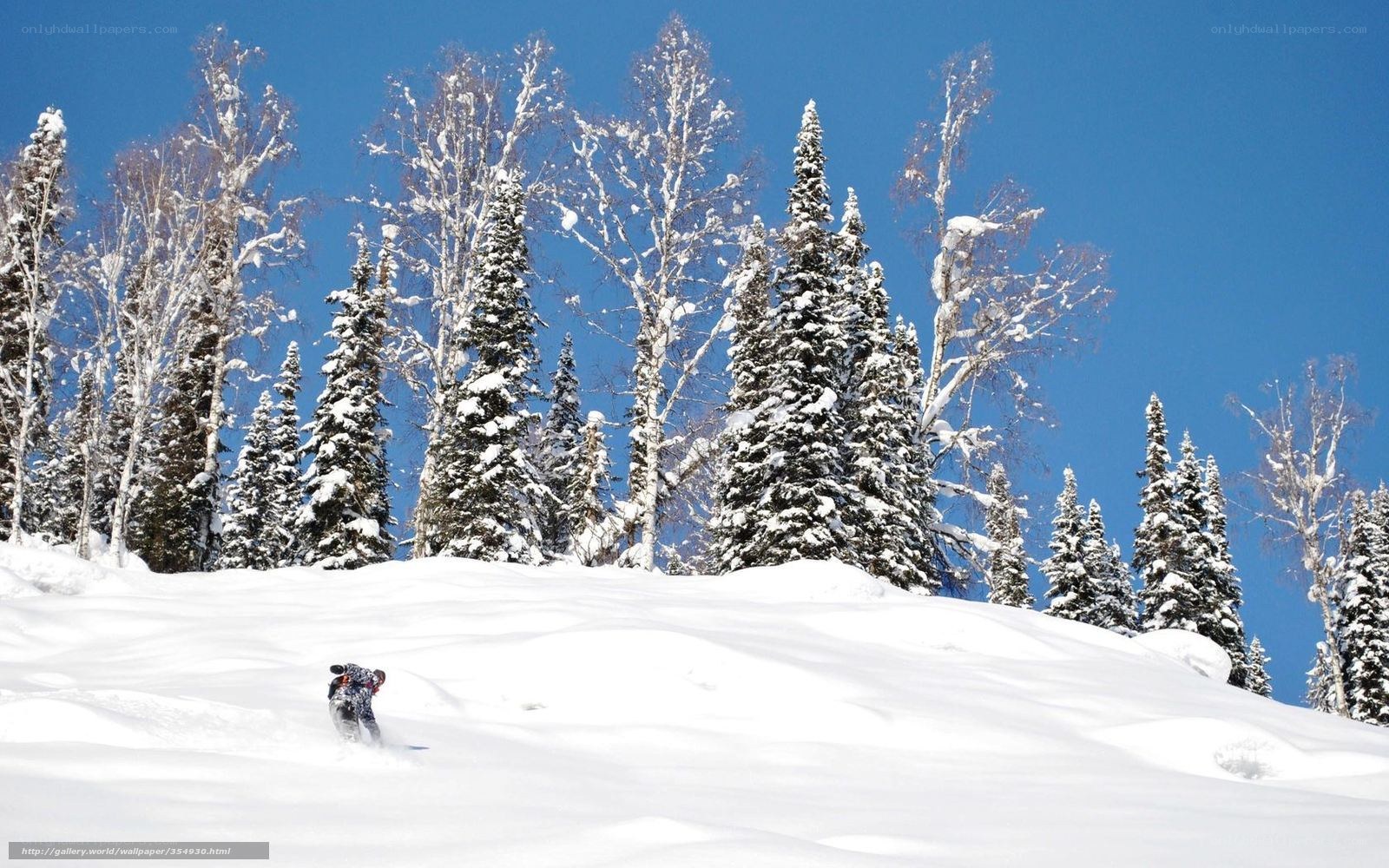 Person snowboarding in winter forest
