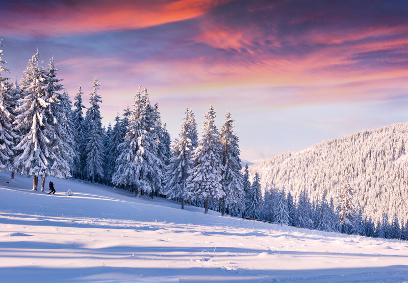 Person Snowshoeing in Forest