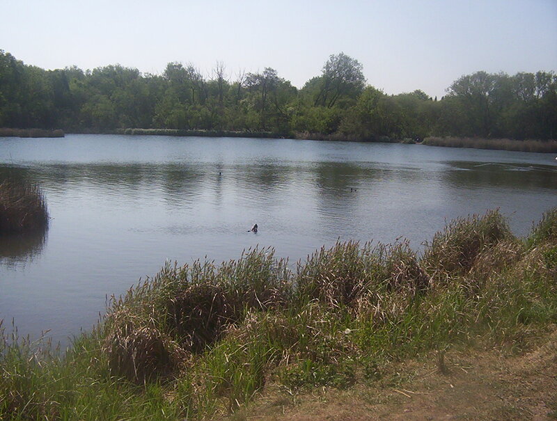 Person Swimming in Pond