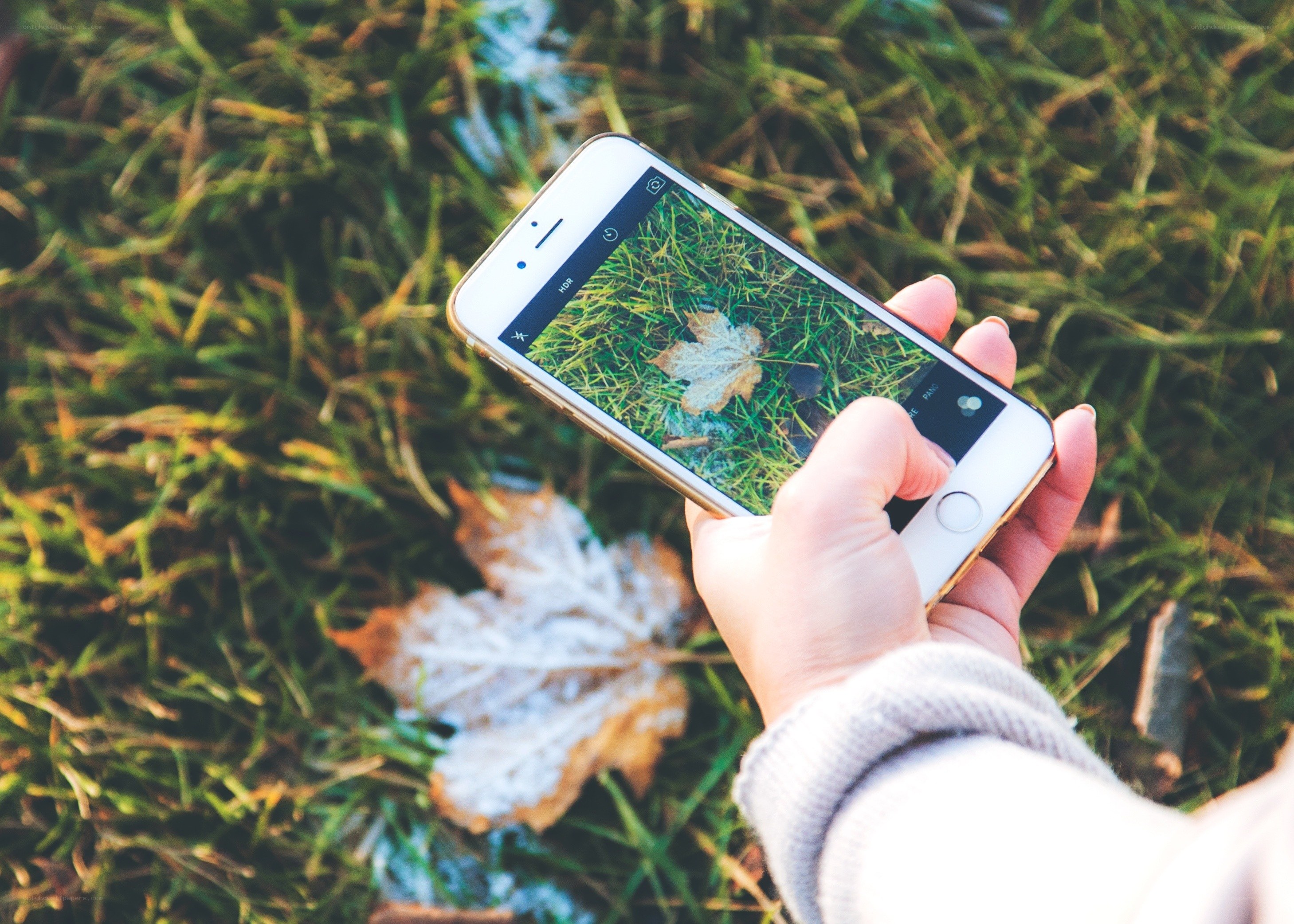 person taking photo of leaf