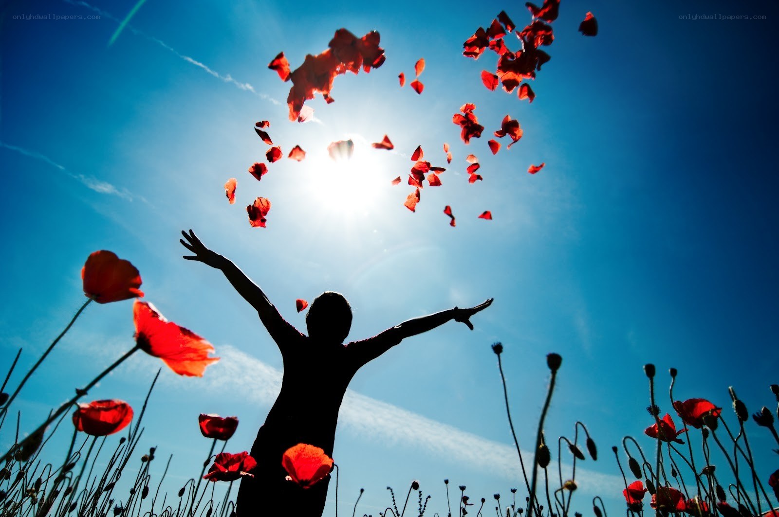 person throwing poppy petals