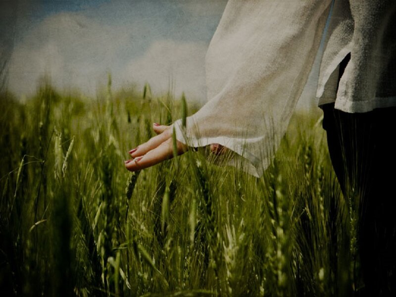 Person Touching Wheat