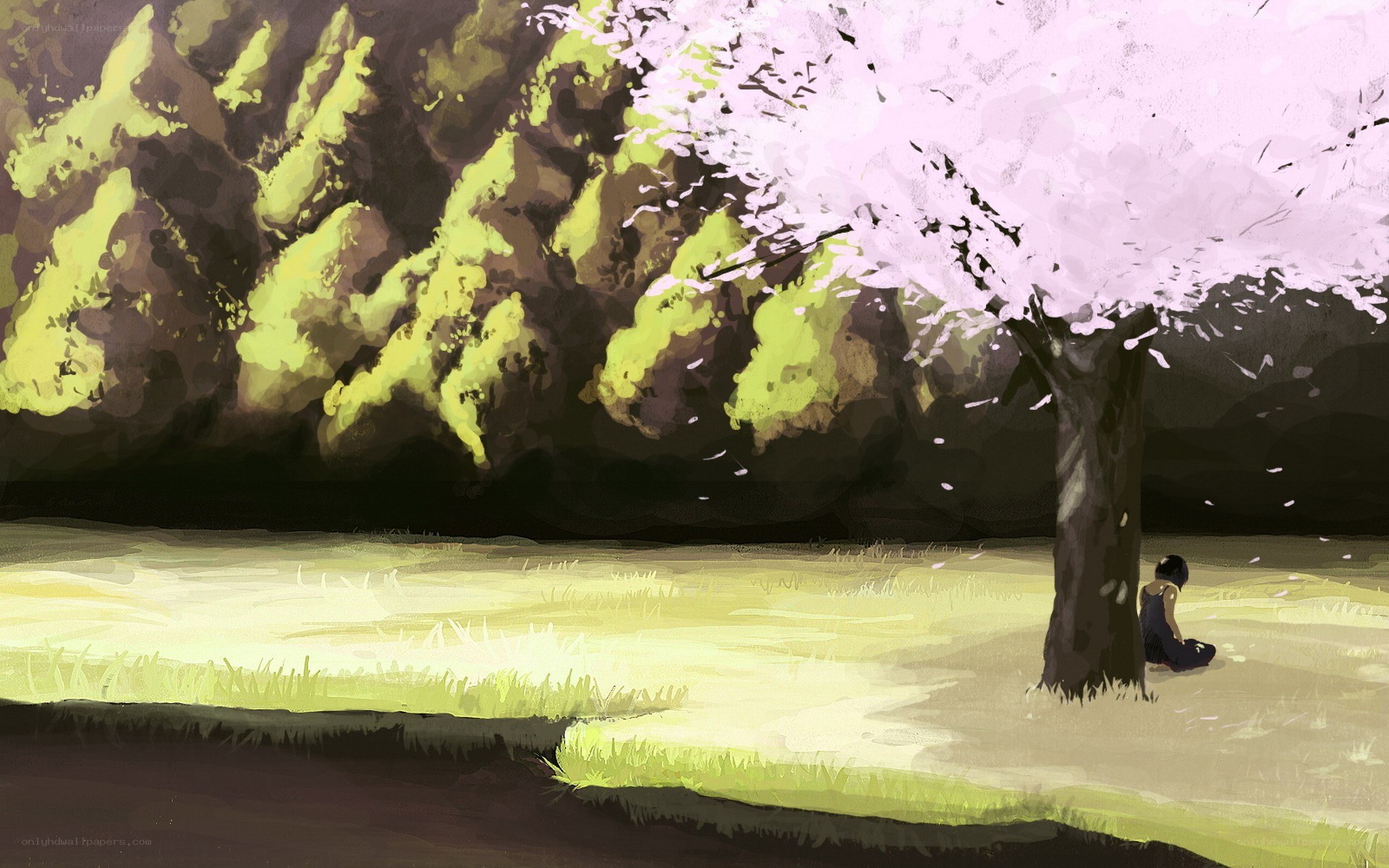 Person under a cherry blossom tree