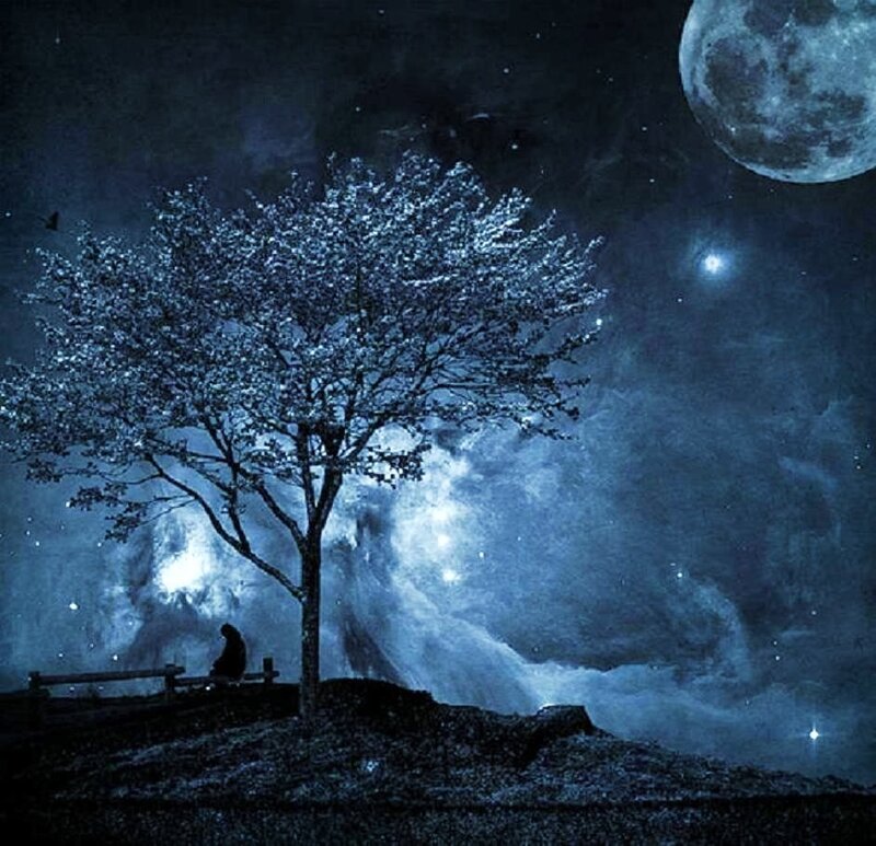 Person under a tree at night