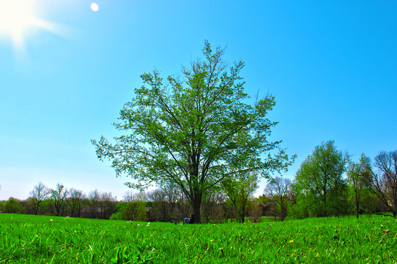 Person under a Tree — Green