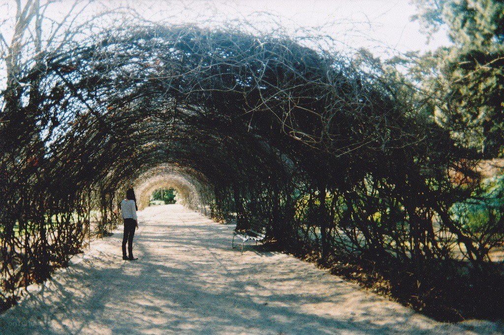Person under a vine tunnel