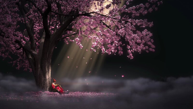 Person under Cherry Blossom Tree — Pink, Serene