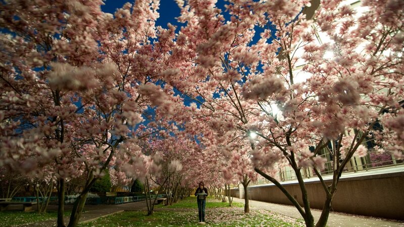 Person under Cherry Blossoms