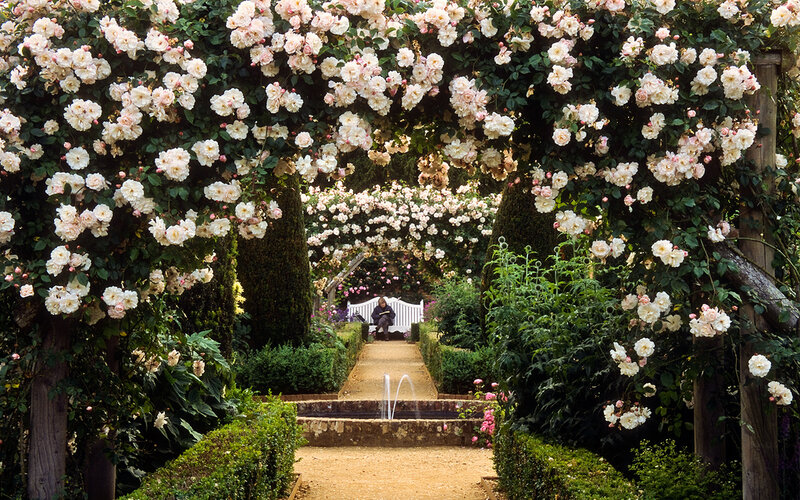 Person under Rose Archway