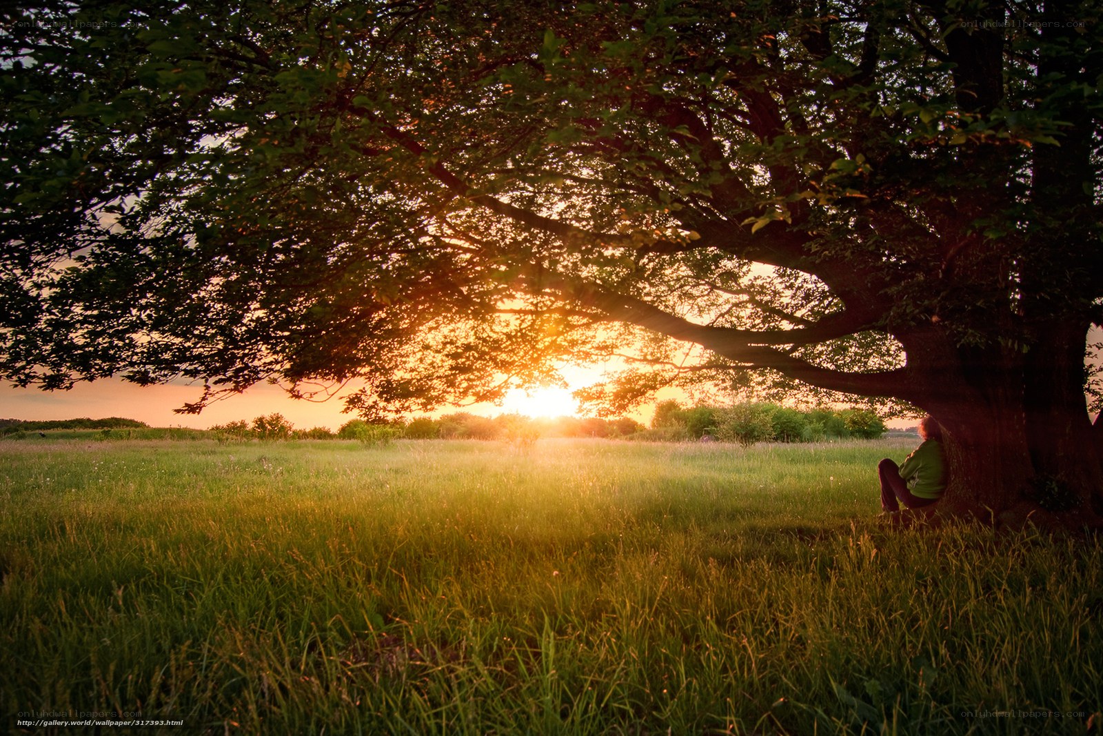 Person under tree at sunset