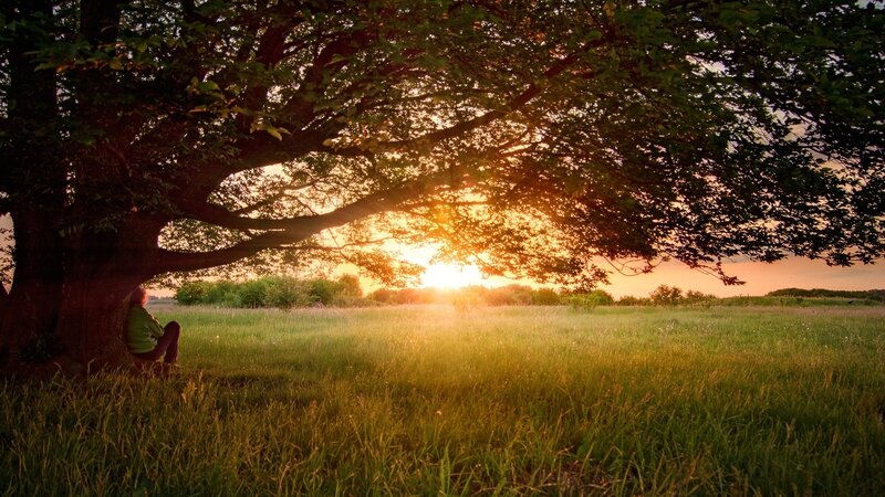 Person under tree at sunset