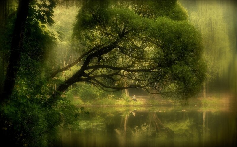 Person under Tree by Lake
