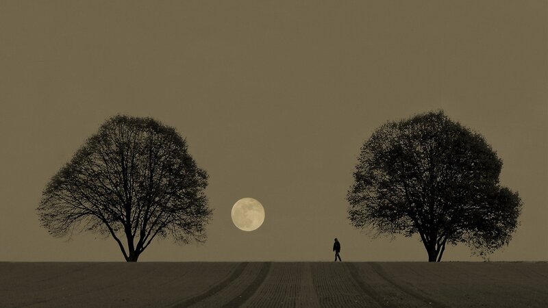Person walking between two trees