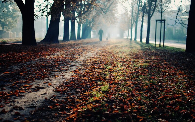 Person Walking Dog — Brown