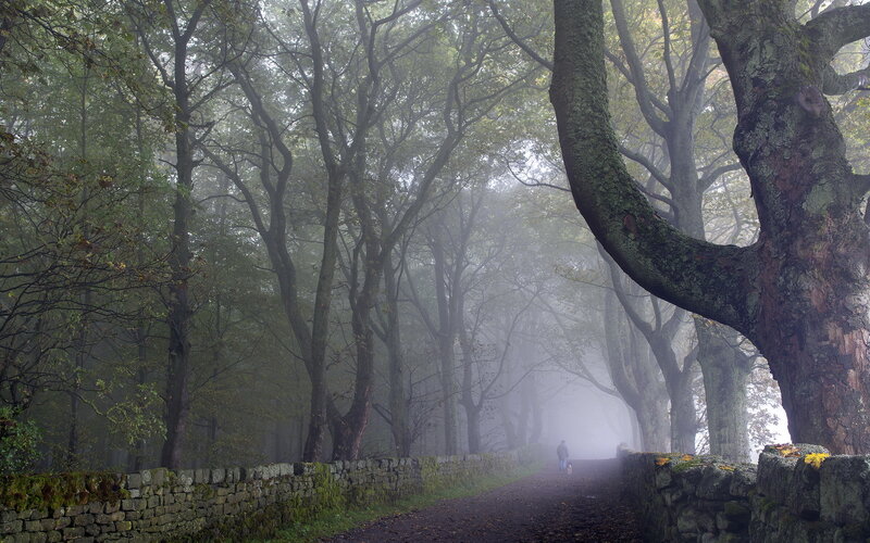 Person Walking Dog — Green