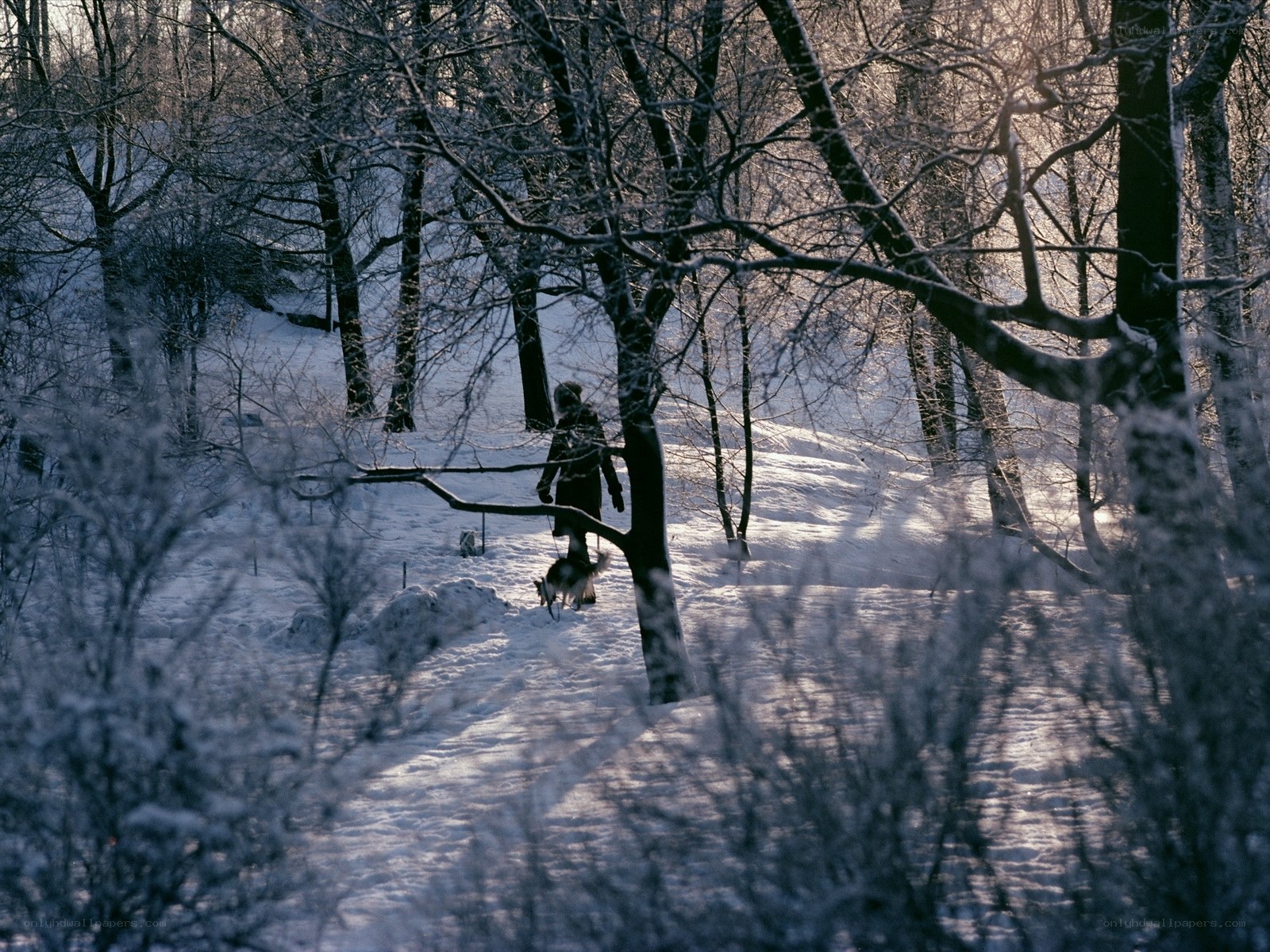 Person walking dog in snowy forest