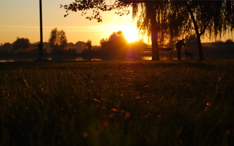 Person Walking Dog — Orange, Serene, Sunset