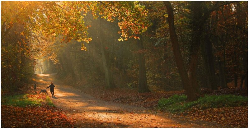 Person Walking Dog — Orange, Serene