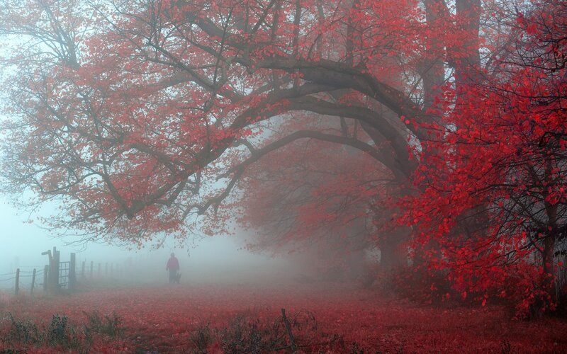 Person Walking Dog — Red