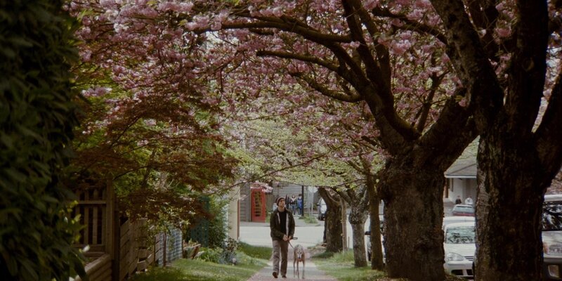 Person walking dog under cherry blossoms