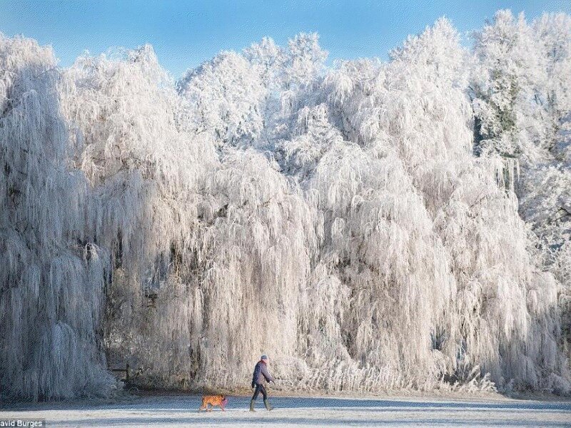 Person Walking Dog — White