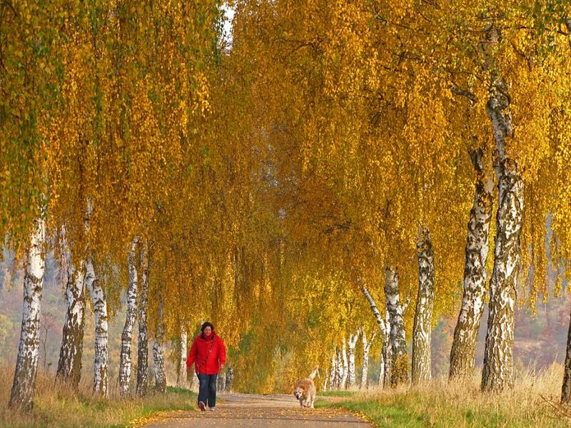 Person Walking Dog — Yellow
