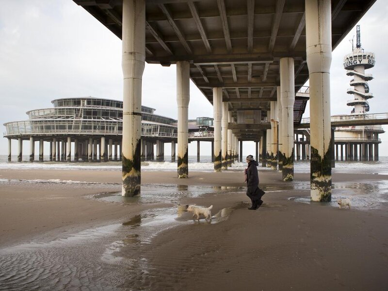Person Walking Dogs on Beach — Brown