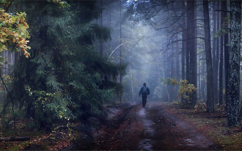 Person walking in a misty forest