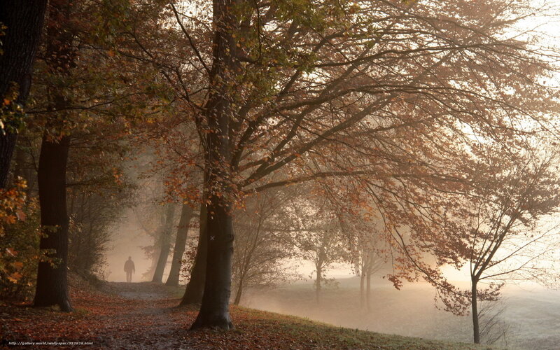 Person walking in autumn forest