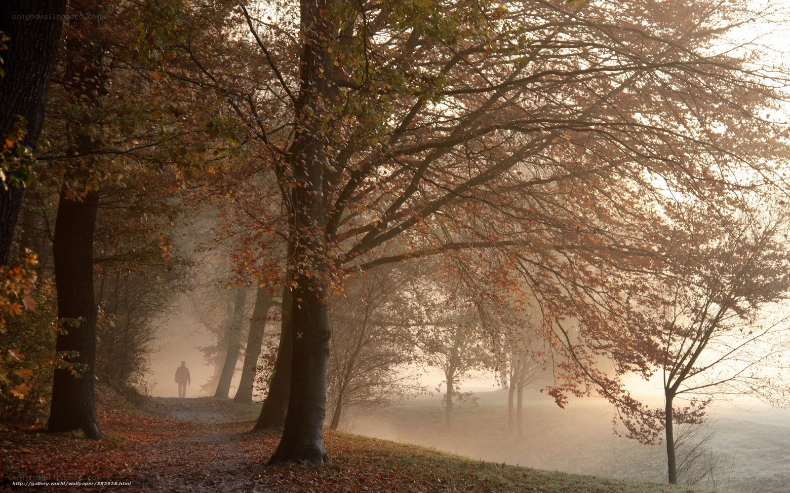Person walking in autumn forest