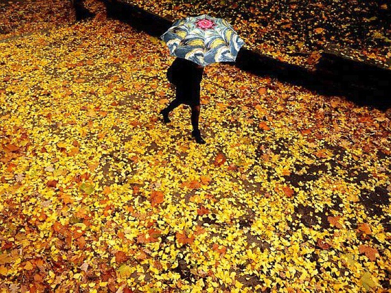 person walking in autumn leaves