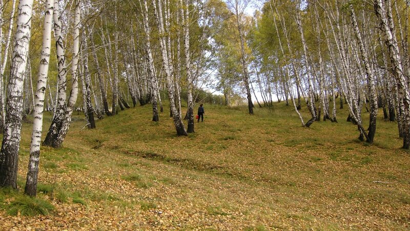 Person walking in birch forest