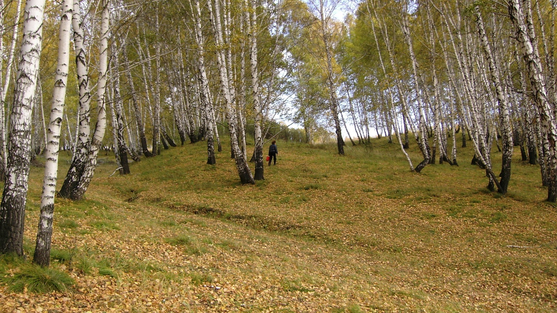 Person walking in birch forest