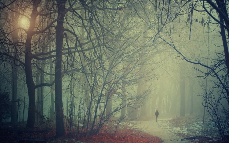 person walking in foggy forest