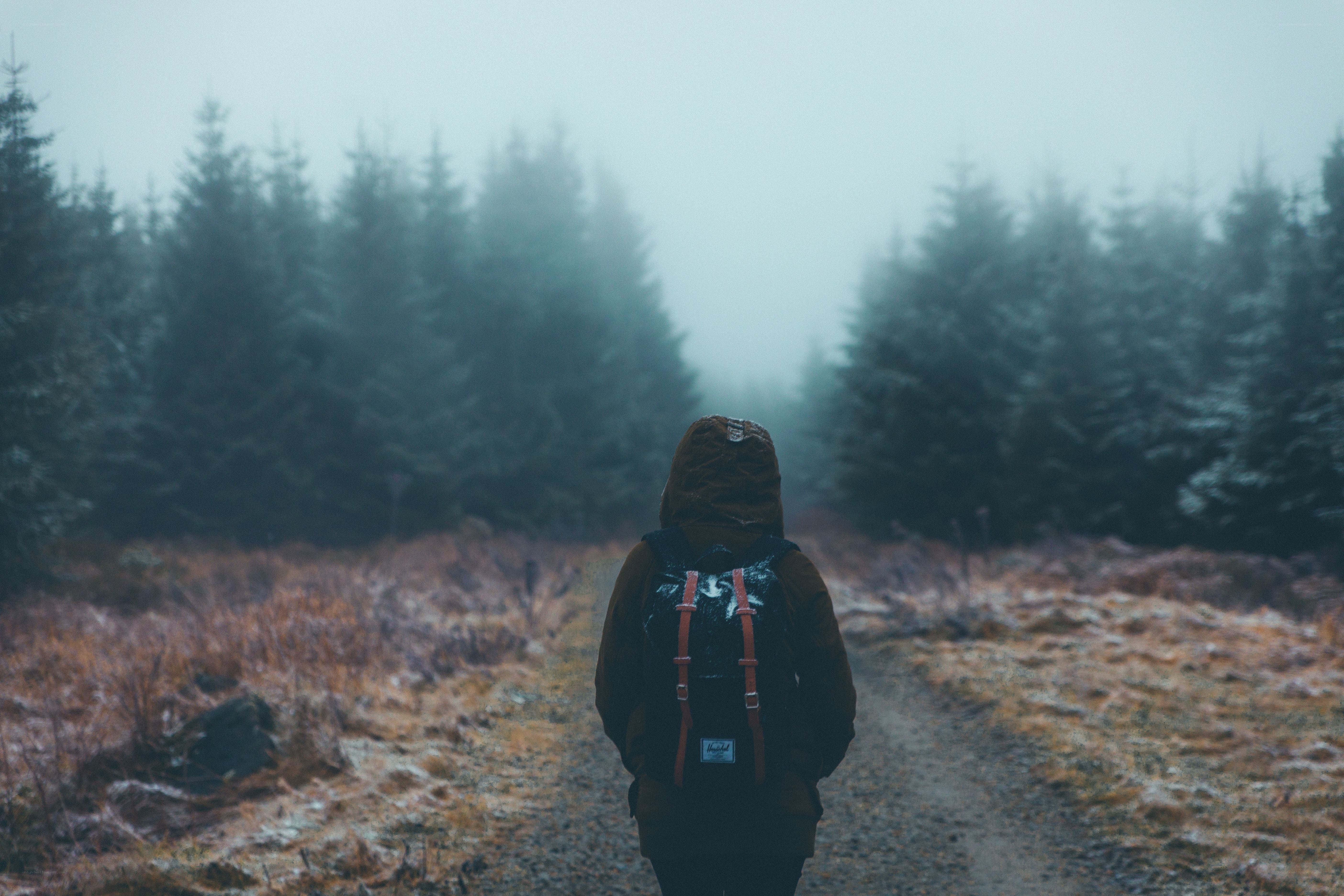person walking in foggy forest