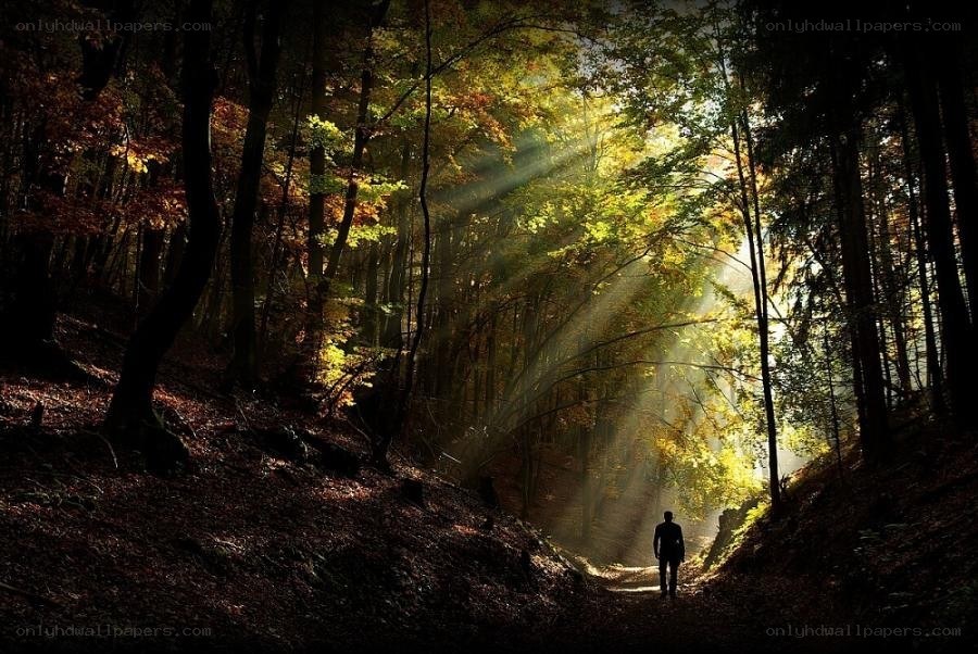 person walking in forest