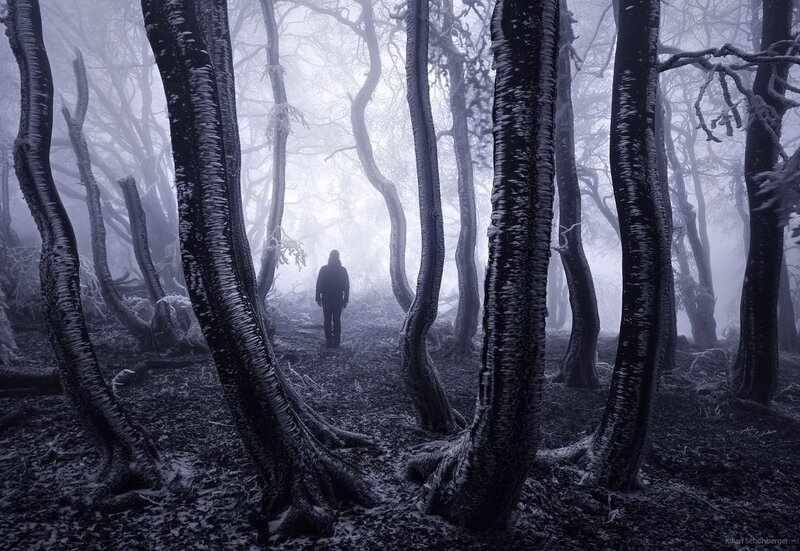 Person Walking in Forest — Black, Mysterious