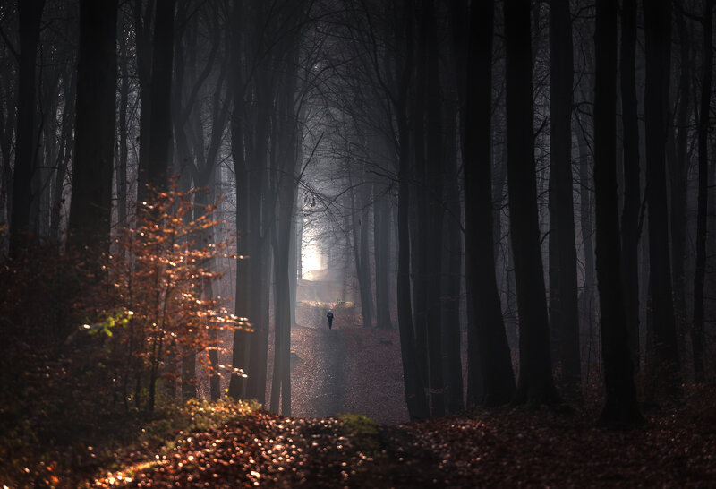 Person Walking in Forest — Brown, Dramatic, Autumn