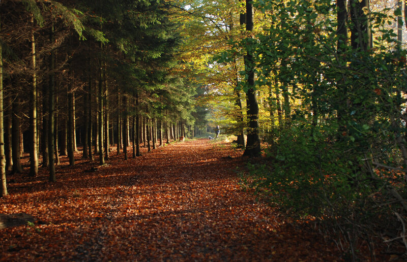 Person Walking in Forest — Brown