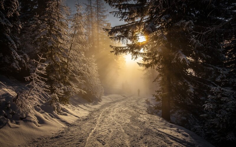 Person Walking in Forest — Gold