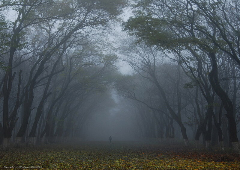 Person Walking in Forest — Gray