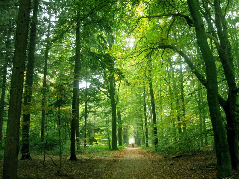 Person Walking in Forest — Green, Serene, Afternoon, Photograph