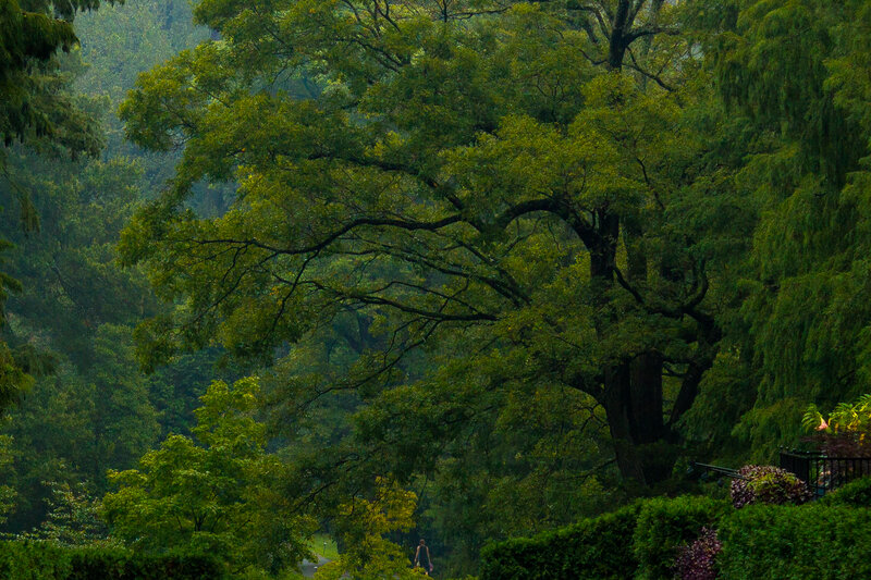 Person Walking in Forest — Green, Serene, Afternoon
